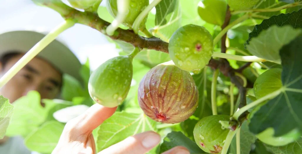 harvesing dried figs from aydin